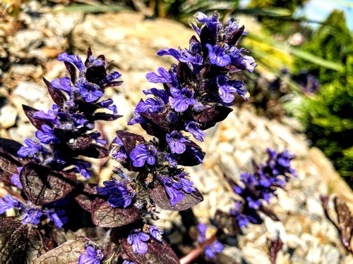 Dąbrówka rozłogowa (Ajuga reptans )  'Burgundy Glow' Dąbrówka rozłogowa (Ajuga reptans ) 'Burgundy Glow'